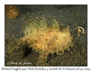 Striated Frogfish luring