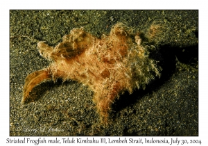 Striated Frogfish male
