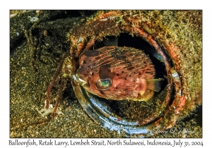 Balloonfish
