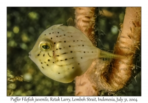 Puffer Filefish juvenile