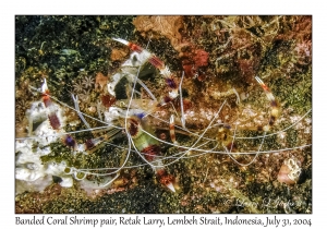 Banded Coral Shrimp