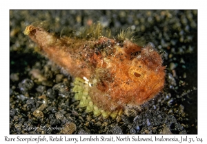 Rare Scorpionfish