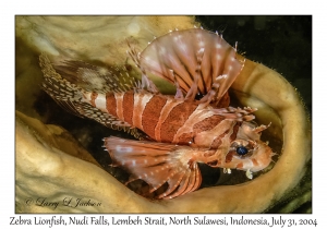 Zebra Lionfish