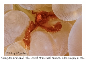 Orangutan Crab