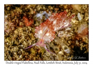 Double-ringed Flabellina