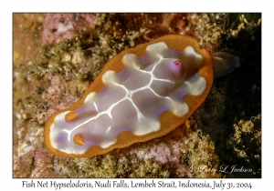 Fish Net Hypselodoris