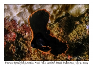 Pinnate Spadefish juvenile