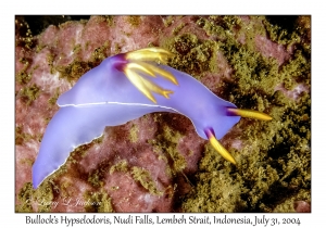 Bullock's Hypselodoris
