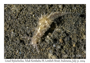 Lined Stylocheilus