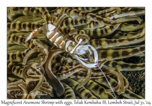 Magnificent Anemone Shrimp