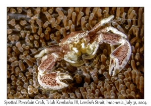 Spotted Porcelain Crab