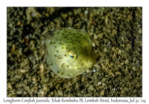 Longhorn Cowfish juvenile