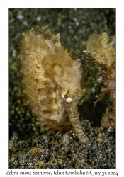 Zebra-snout Seahorse