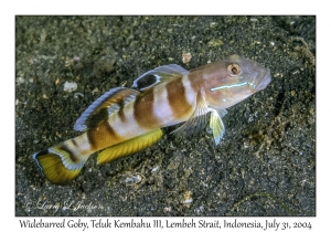 Widebarred Goby
