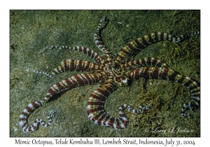 Mimic Octopus