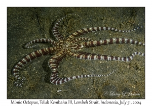 Mimic Octopus