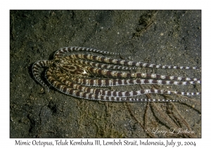 Mimic Octopus