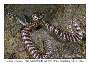 Mimic Octopus
