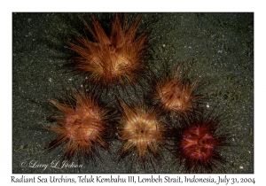 Radiant Sea Urchin