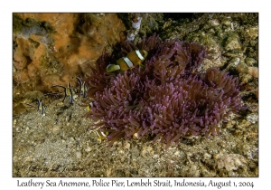 Leathery Sea Anemone