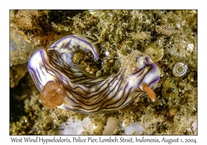 West Wind Hypselodoris