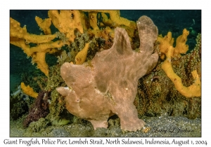 Giant Frogfish