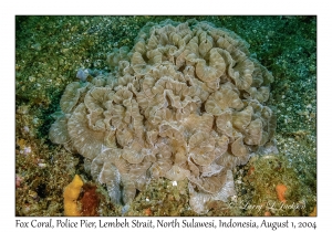Fox Coral