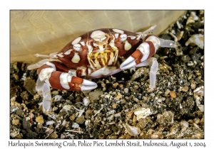 Harlequin Swimming Crab
