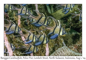 Banggai Cardinalfish