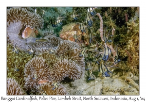 Banggai Cardinalfish