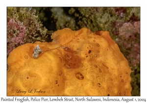 Painted Frogfish