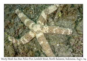Warty Mesh Sea Star