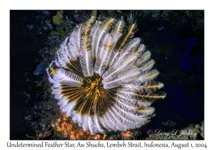 Undetermined Feather Star
