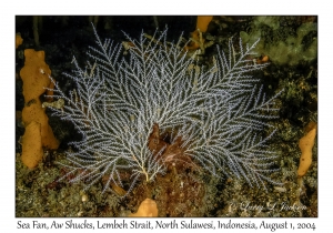 Sea Fan
