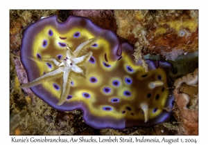 Kunie's Goniobranchus