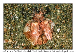 Lisa's Mantis