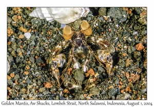 Golden Mantis