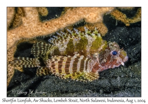 Shortfin Lionfish