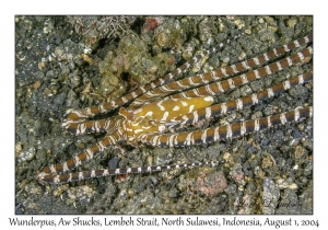 Wunderpus