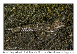 Superb Dragonet male