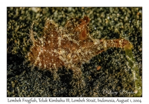 Lembeh Frogfish
