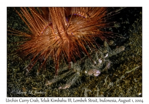 Urchin Carry Crab