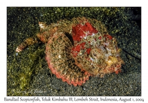 Bandtail Scorpionfish
