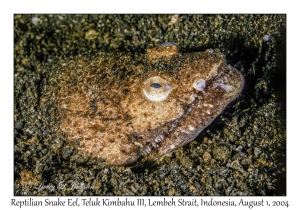 Reptilian Snake Eel