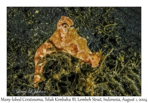 Many-lobed Ceratosoma