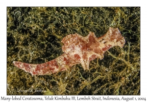 Many-lobed Ceratosoma