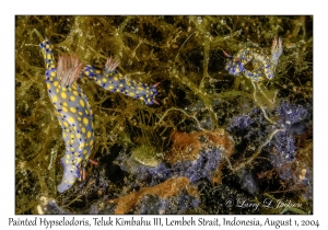 Painted Hypselodoris