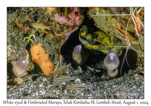 White-eyed & Fimbriated Morays