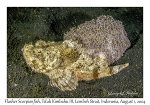Flasher Scorpionfish