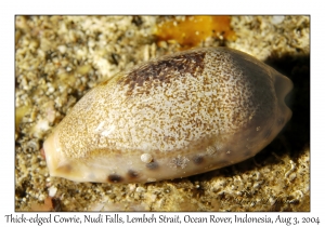 Thick-edged Cowrie